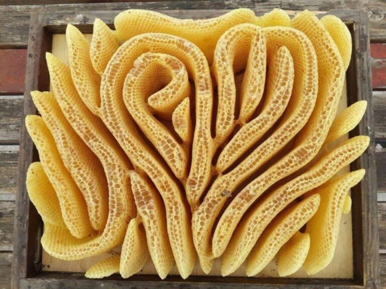 bees_hives_without_frames_1-1024x768