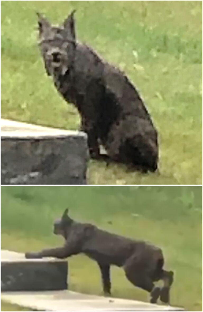 melanistic-canadian-lynx-1