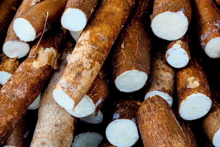 Over-200-People-Are-Killed-By-The-Worlds-Deadliest-Food-Every-Year-But-Almost-500-Million-People-Still-Eat-It-1-930x620