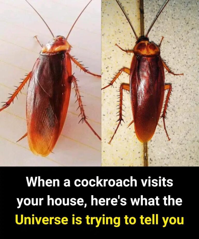 bv