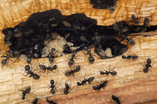 When ants randomly crawl into the house, here’s what the Universe is trying to tell you