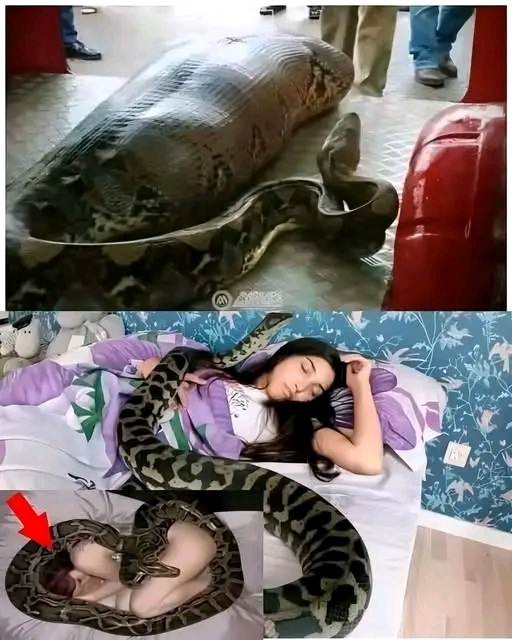 The Woman Who Slept Beside Her Python Every Night - Informed America